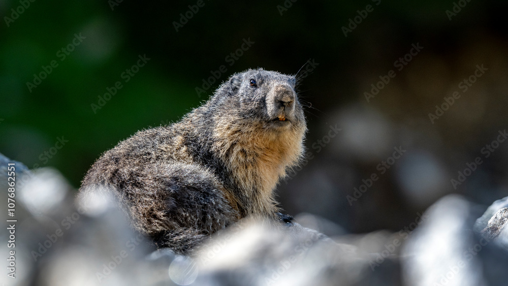 Obraz premium Marmotte se réchauffant au soleil matinal dans un environnement de haute montagne dans le Parc National du Mercantour dans les Alpes