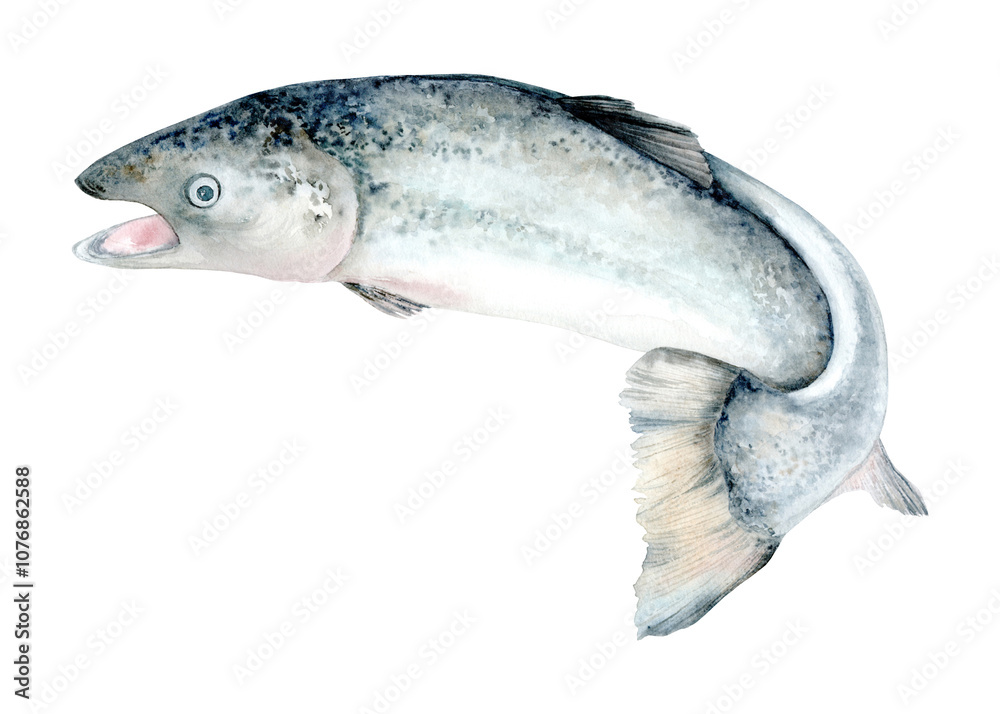 Obraz premium Salmon fish (Salmon). A fish of the salmon family. Watercolor Clip Art. Illustration is hand drawn. Suitable for encyclopedias, card designs, textiles and scrapbooking.