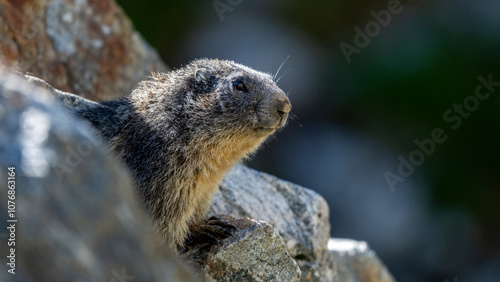 Marmotte se réchauffant au soleil matinal dans un environnement de haute montagne dans le Parc National du Mercantour dans les Alpes photo