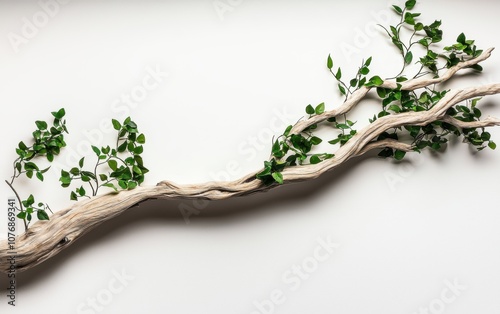 A weathered branch wrapped in vines, organic textures with natural greens, rustic and lifelike, isolated on white background photo