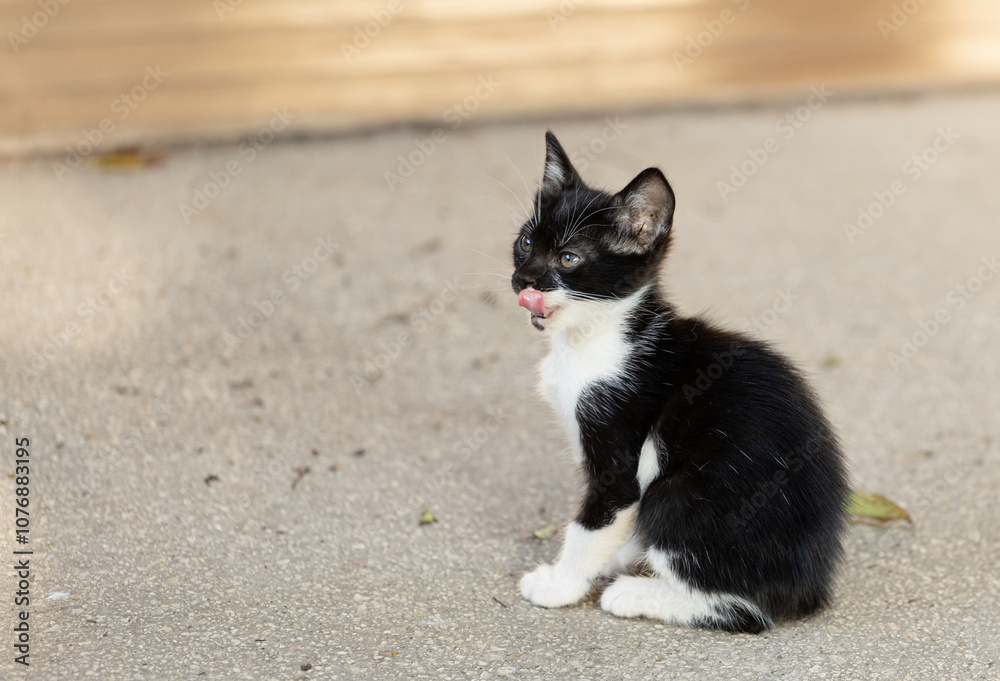 Little kitten black and white sitting with tonque alone Little kitten black and white sitting with tonque alone