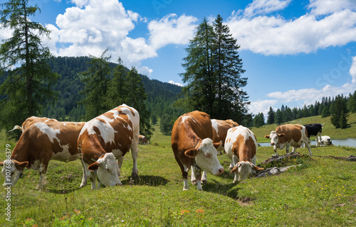 frei laufende Rinder auf einer Alm, Egger Alm, Kärnten, Österreich photo