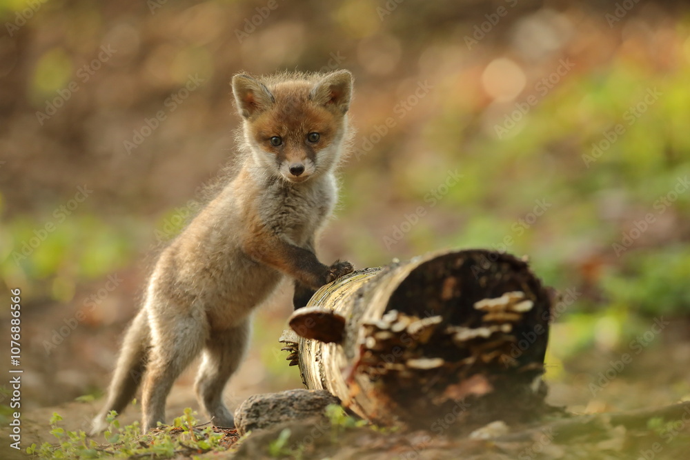 Lis rudy, fox, lis (Vulpes vulpes)