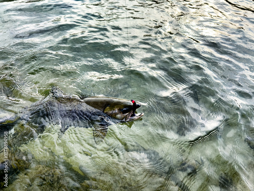Canvas Print Native or wild chum salmon hooked with lure in the Skagit river Washington state