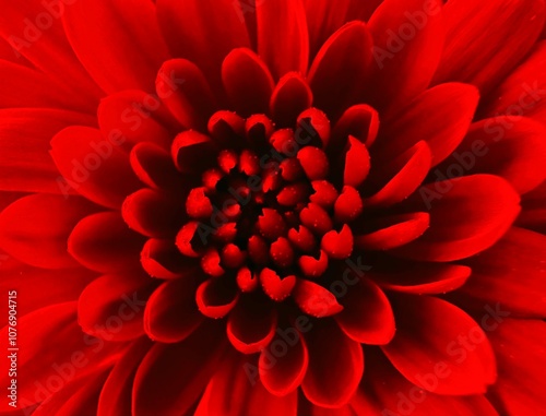 red flower background, Red petal flower
