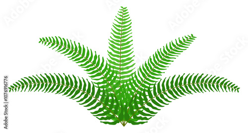 fern leaf, sword fern leaves illustration, foliage, flora simple shape, leaf clip art