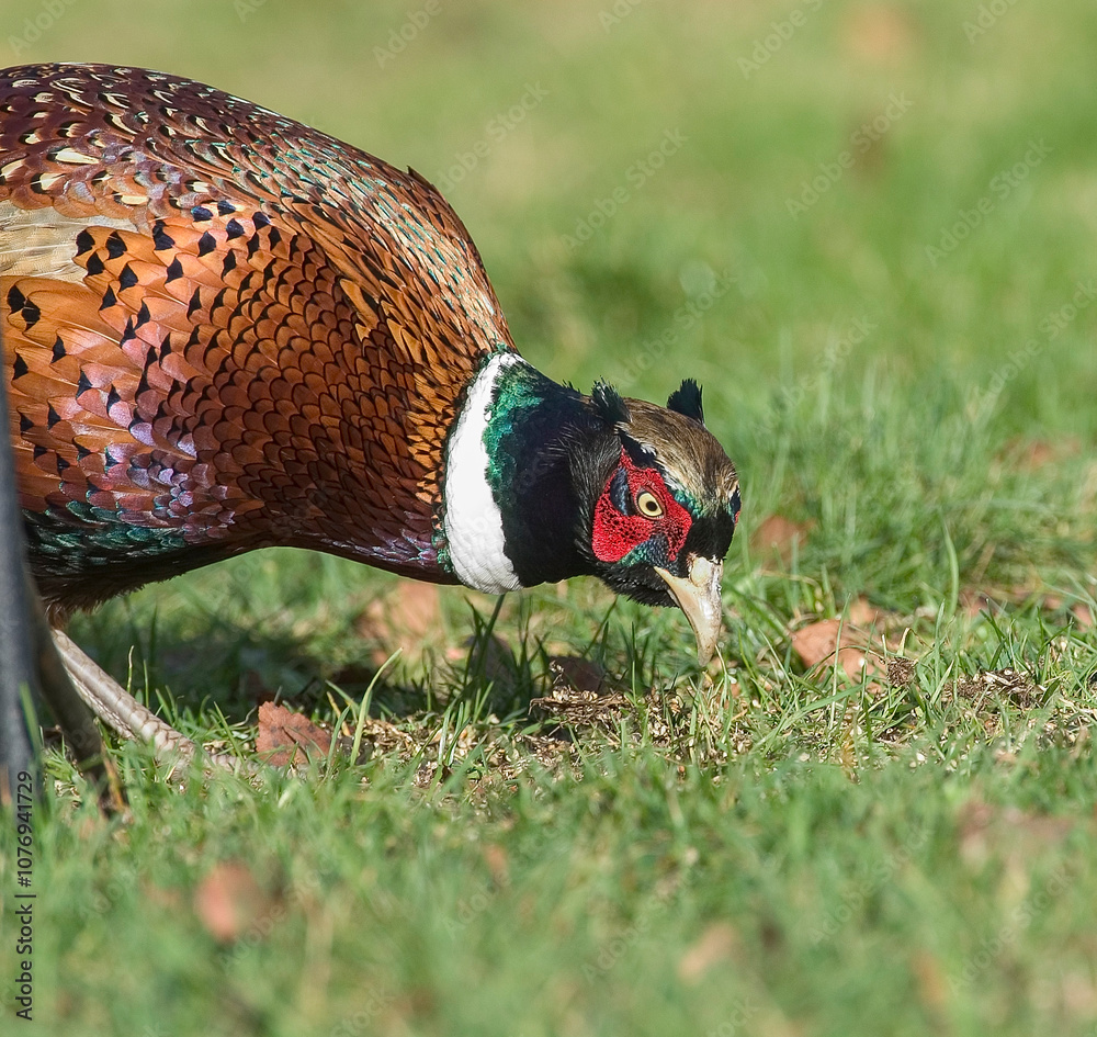 Fototapeta premium Ring-necked Pheasant (Phasianus colchicus), Courtenay, Vancouver Island, Canada
