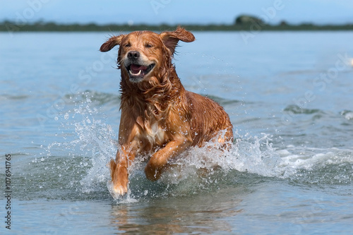 Golden Retriever Barney running along beach photo