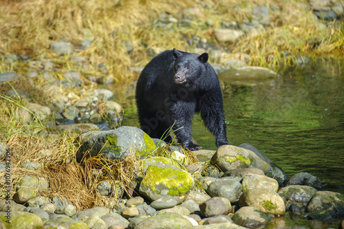 Black Bear (Ursus americanus),   Thornton Creek, Ucluelet , British Columbia, Canada photo