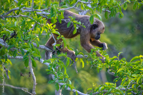 Black Howler Monkey (Alouatta caraya) female,  The Pantanal, Mato Grosso, Brazil photo