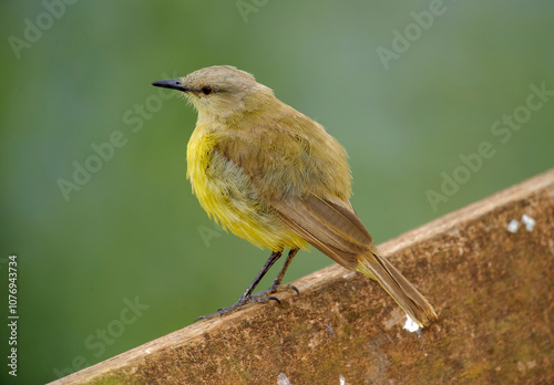 Cattle Tyrant (Machetornis rixosus),  Jardim d' Amazonia Ecolodge, Mato Grosso, Brazil photo