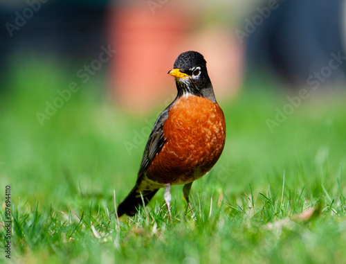 American Robin (Turdus migratorius) ( looking for food in grass) Gabriola, British Columbia, Canada Photo: Peter Llewellyn photo