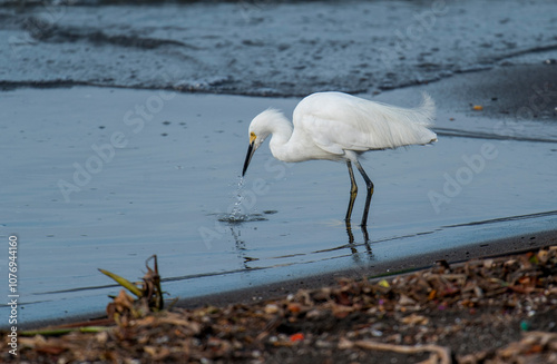 Snowy Egret (Egretta thula) hunting along lakeshore Lake Chapala, Ajijic, Jalisco, Mexico. Photo: Peter Llewellyn