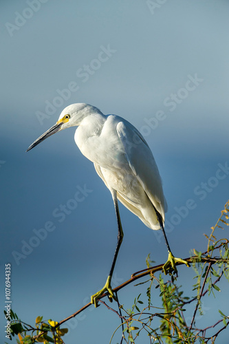 Snowy egret (Egretta thula) perched in tree watching for fish in the shallows of Lake Chapala,