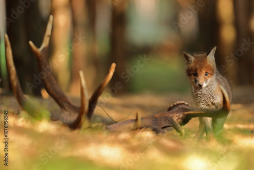 Lis rudy, fox, lis  (Vulpes vulpes)