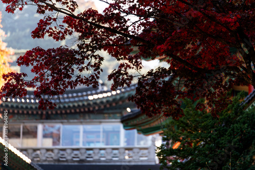 autumn maple tree in the Buddhist temple photo