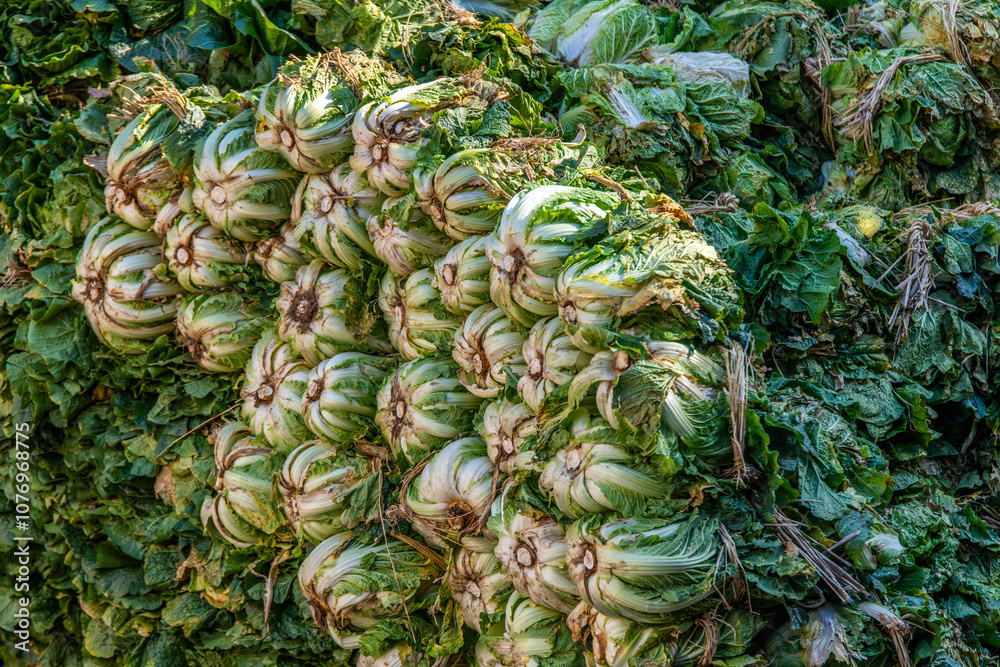 Fototapeta premium pile of napa cabbages for kimchi-making in the Buddhist temple
