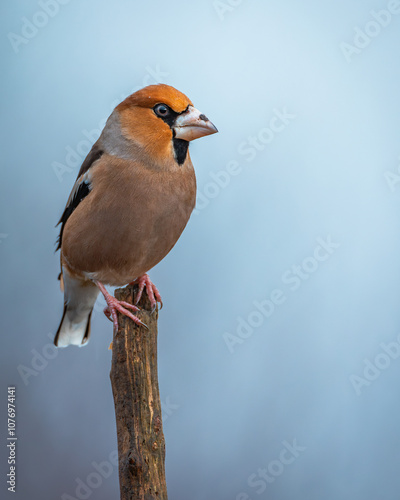 Grubodziób Coccothraustes coccothraustes