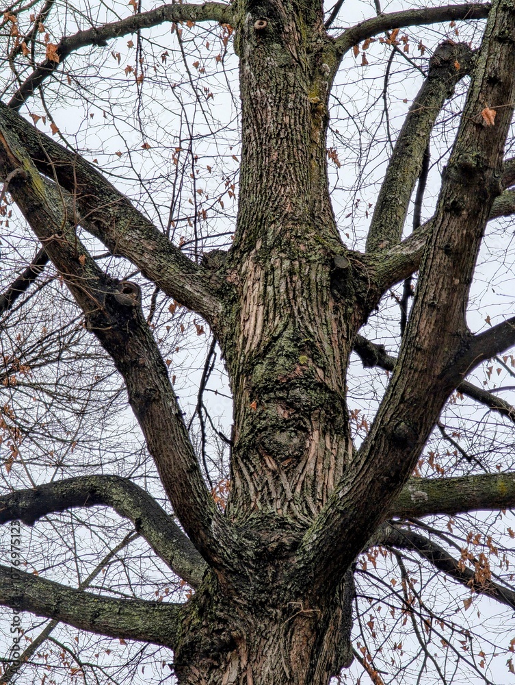Obraz premium Naked Tree in Autumn