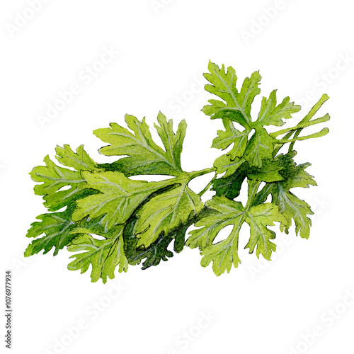 Watercolor sketch of delicious cilantro isolated on white background  photo