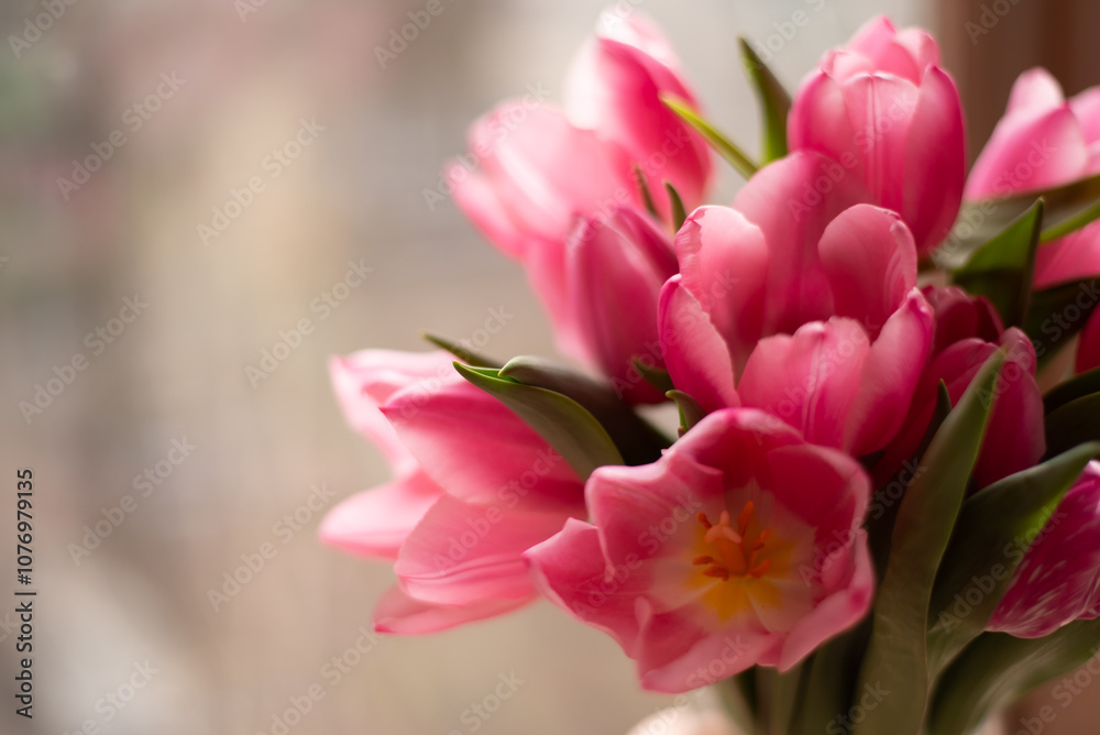 Obraz premium Bright pink tulips in a vase. Delicate spring flowers