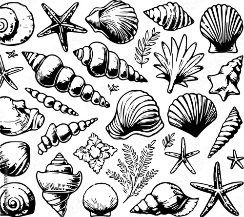 seashells doodles