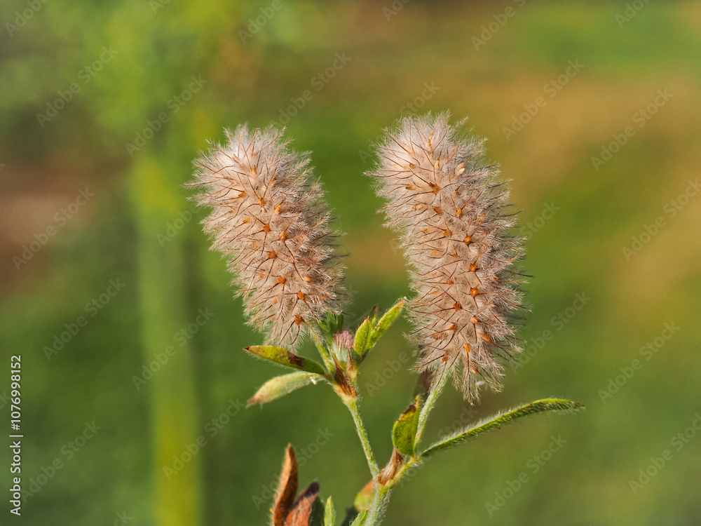 Obraz premium Rabbitfoot clover or hare's-foot clover flower, dense inflorescence with many silky white hairs, close up. Trifolium arvense small erect herbaceous biennial flowering plant in the bean family Fabaceae
