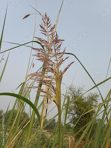 saccharum ravennae flower Head pattern or ravennagrass head pattern  photo