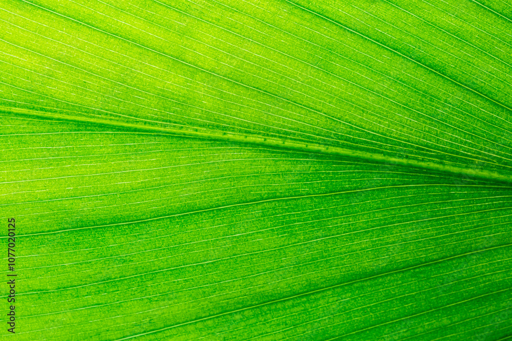 Naklejka premium Green macro leaves,macro shot detail of green leaf texture, veins of the leaf surface, chlorophyll background,Nature of green leaf in garden at summer. Natural green leaves plants using as spring 