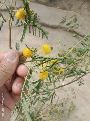 vachellia nilotica flower.Acacia nilotica yellow flower or flower of the Gum arabic tree  photo