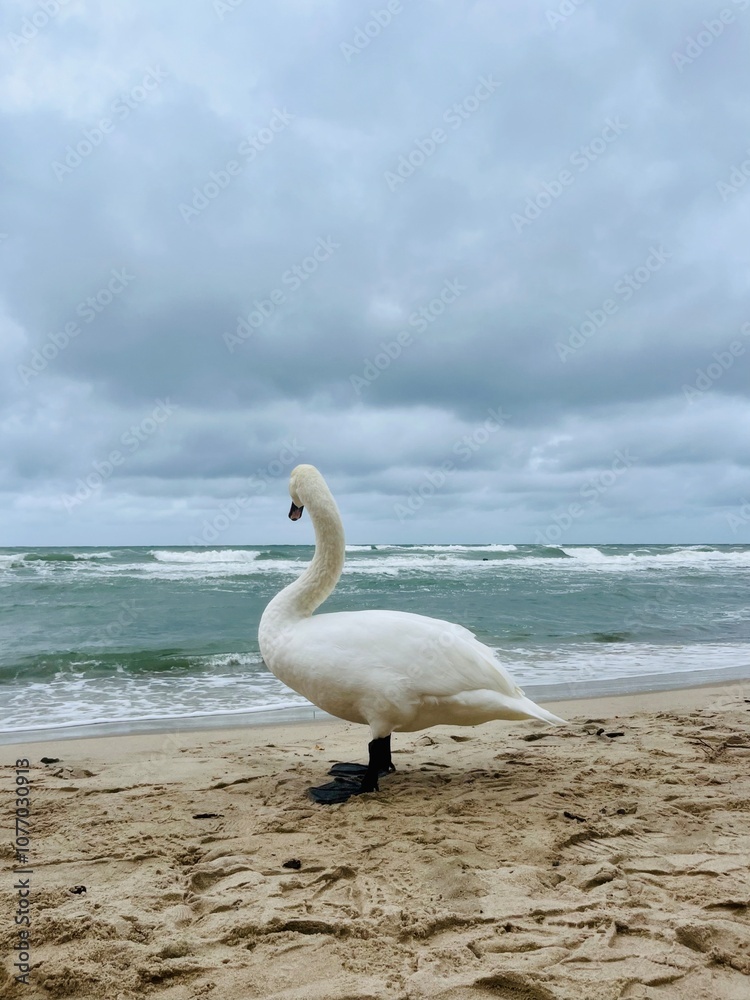 Fototapeta premium White swan at the sea beach, cloudy seascape