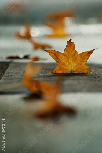 Yellow autumn leaves lie in perspective on the sidewalk