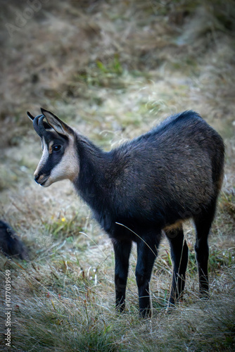 a chamois yearling on a mountain meadow at a autumn morning in the chamois rut photo