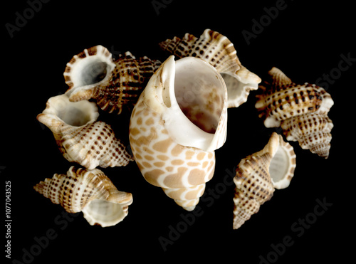 decorative sea shell on a black background photo