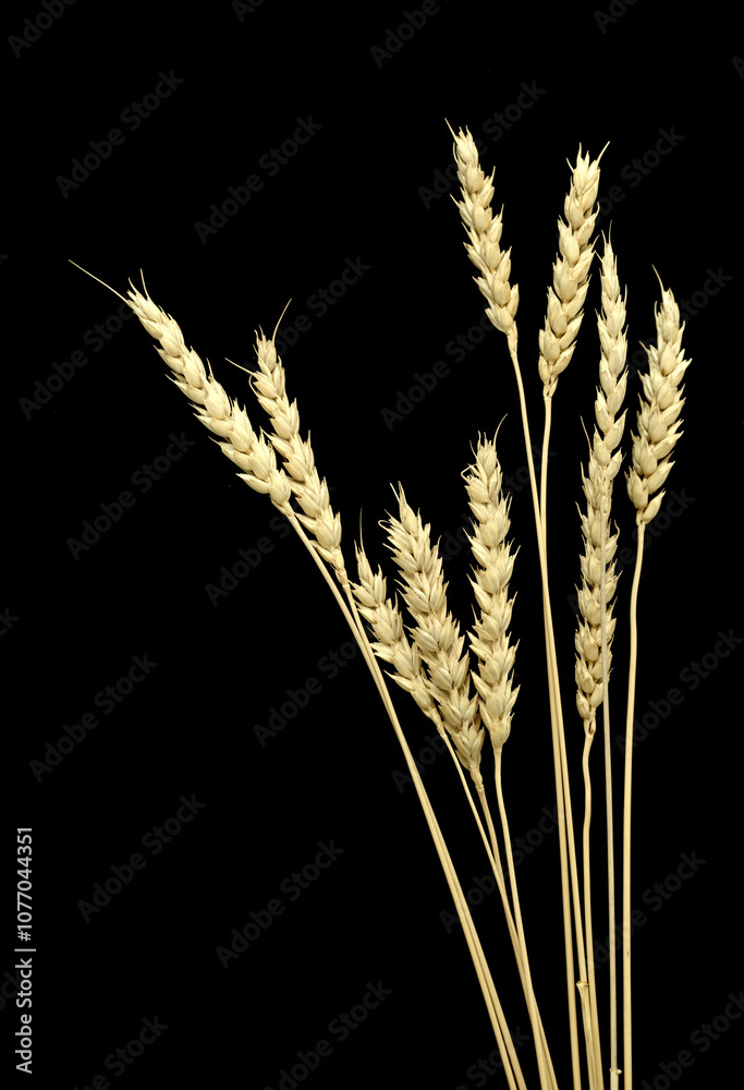 Obraz premium Wheat ears isolated on a black background