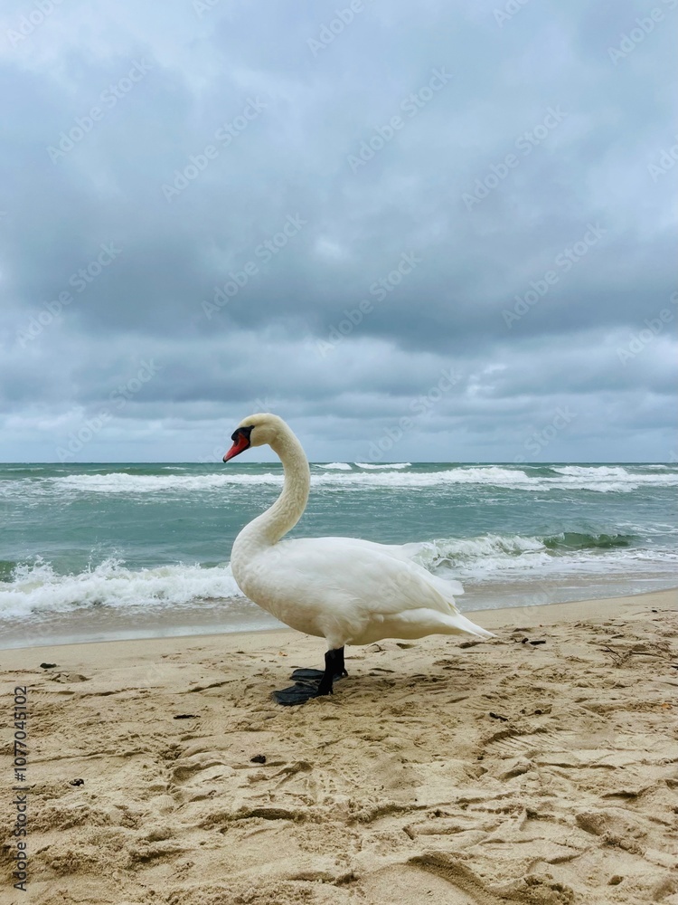 Fototapeta premium White swan at the sea beach, cloudy seascape
