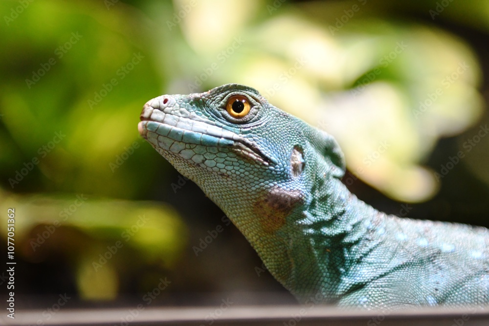 Fototapeta premium iguana on a tree