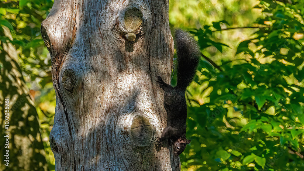 Fototapeta premium Black squirrels running and playing around the trunk
