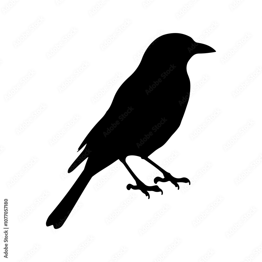 Fototapeta premium A bird Silhouette vector style, whit background.