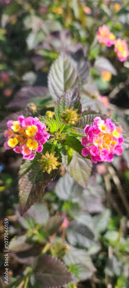 Obraz premium flowers in the garden