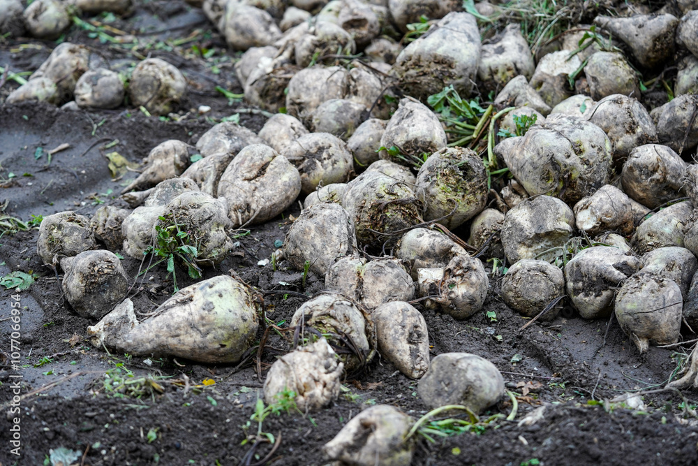 Obraz premium Freshly harvested sugar beets lay scattered on the soil