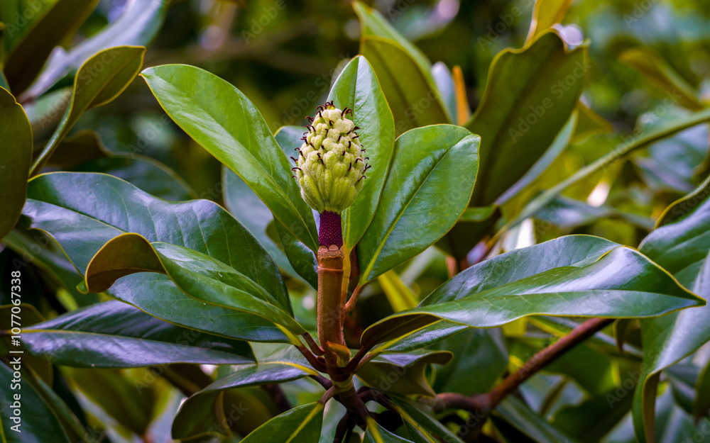 Fototapeta premium Lush green foliage and fruit of magnolia