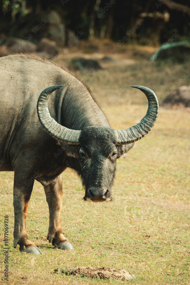 Obraz premium wild nature