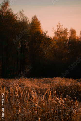 Fototapeta Naklejka Na Ścianę i Meble -  Jesień