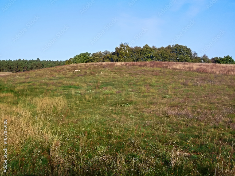 Wiesen und Wälder in den Knehdener Alpen