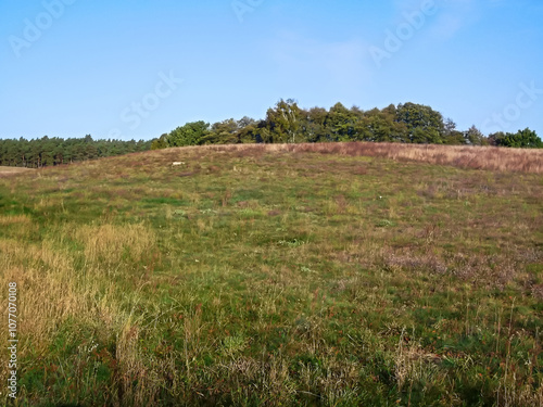 Obraz na płótnie Wiesen und Wälder in den Knehdener Alpen w salonie