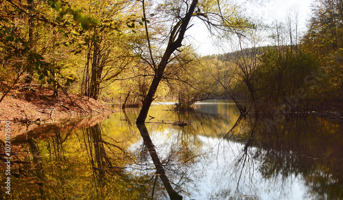 Wallpaper Mural sunset in the forest Torontodigital.ca