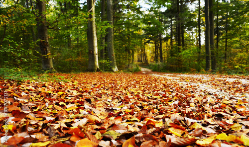 Wallpaper Mural park in autumn Torontodigital.ca