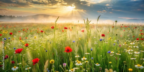 Sunrise Over a Field of Wildflowers, Sunbeams, Mist ,flower meadow, ,wildflowers, meadow photo