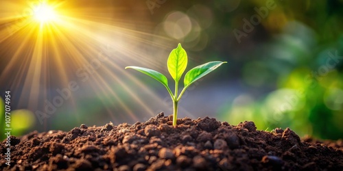 Sunrise Sprout A Tiny Plant Reaching for the Sun, nature, photography